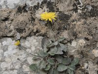 Hieracium mixtum 4, Saxifraga-Willem van Kruijsbergen