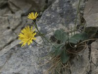 Hieracium mixtum 7, Saxifraga-Willem van Kruijsbergen