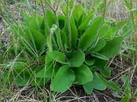 Hieracium murorum 13, Muurhavikskruid, Saxifraga-Ed Stikvoort