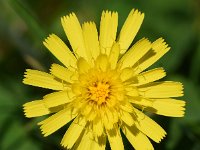 Hieracium murorum 18, Muurhavikskruid, Saxifraga-Sonja Bouwman  904. Muurhavikskruid - Hieracium murorum - Asteraceae familie (i) Nieuwegein