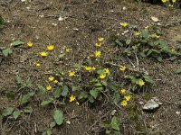 Hieracium murorum 2, Muurhavikskruid, Saxifraga-Jan van der Straaten