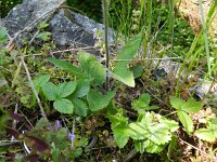 Hieracium murorum 8, Muurhavikskruid, Saxifraga-Rutger Barendse