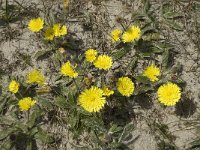 Hieracium pilosella 11, Muizenoor, Saxifraga-Jan van der Straaten