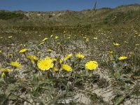 Hieracium pilosella 12, Muizenoor, Saxifraga-Jan van der Straaten