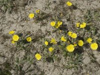 Hieracium pilosella 13, Muizenoor, Saxifraga-Jan van der Straaten