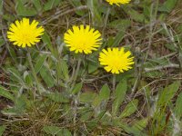 Hieracium pilosella 14, Muizenoor, Saxifraga-Kees Marijnissen