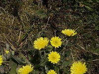 Hieracium pilosella 15, Muizenoor, Saxifraga-Jan van der Straaten