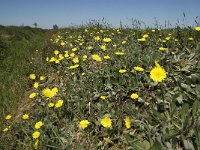 Hieracium pilosella 16, Muizenoor, Saxifraga-Jan van der Straaten