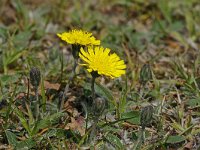 Hieracium pilosella 01 #47643 : Hieracium pilosella, Muizenoor