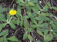 Hieracium pilosella 19, Muizenoor, Saxifraga-Peter Meininger