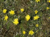 Hieracium pilosella 2, Muizenoor, Saxifraga-Jan van der Straaten