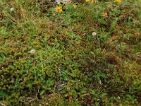 Hieracium pilosella 20, Muizenoor, Saxifraga-Hans Boll