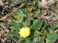 Hieracium pilosella 26, Muizenoor, Saxifraga-Rutger Barendse