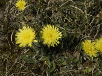 Hieracium pilosella 3, Muizenoor, Saxifraga-Jan van der Straaten