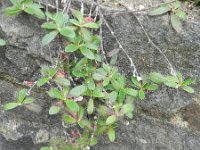 Hieracium pilosella 30, Muizenoor, Saxifraga-Rutger Barendse