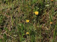 Hieracium pilosella 32, Muizenoor, Saxifraga-Hans Boll