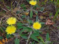 Hieracium pilosella 33, Muizenoor, Saxifraga-Ed Stikvoort