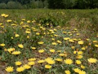 Hieracium pilosella 37, Muizenoor, Saxifraga-Ed Stikvoort