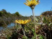 Hieracium pilosella 38, Muizenoor, Saxifraga-Ed Stikvoort