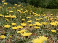 Hieracium pilosella 39, Muizenoor, Saxifraga-Ed Stikvoort