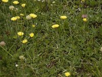 Hieracium pilosella 4, Muizenoor, Saxifraga-Willem van Kruijsbergen