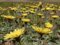 Hieracium pilosella 40, Muizenoor, Saxifraga-Ed Stikvoort