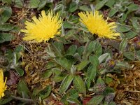 Hieracium pilosella 42, Muizenoor, Saxifraga-Ed Stikvoort