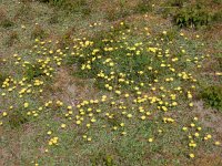 Hieracium pilosella 43, Muizenoor, Saxifraga-Ed Stikvoort