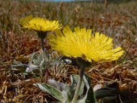 Hieracium pilosella 44, Muizenoor, Saxifraga-Ed Stikvoort