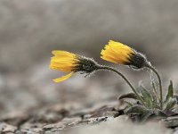 Hieracium pilosella 48, Muizenoor, Saxifraga-Luuk Vermeer