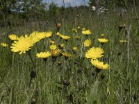 Hieracium pilosella 49, Muizenoor, Saxifraga-Willem van Kruijsbergen