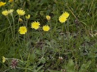 Hieracium pilosella 5, Muizenoor, Saxifraga-Willem van Kruijsbergen