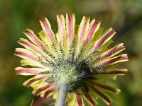 Hieracium pilosella 54, Muizenoor, Saxifraga-Sonja Bouwman