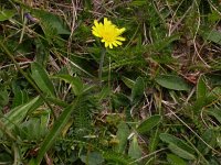 Hieracium pilosella 6, Muizenoor, Saxifraga-Peter Meininger