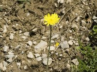 Hieracium pilosella 8, Muizenoor, Saxifraga-Marijke Verhagen