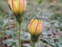 Hieracium pilosella 9, Muizenoor, Saxifraga-Rutger Barendse