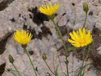 Hieracium pilosum 2, Saxifraga-Jan van der Straaten