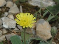 Hieracium saussureoides 2, Saxifraga-Marijke Verhagen