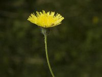 Hieracium saussureoides 3, Saxifraga-Jan van der Straaten