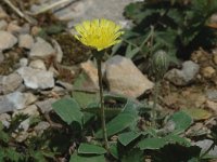 Hieracium saussureoides 4, Saxifraga-Marijke Verhagen