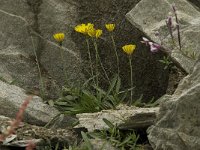 Hieracium staticifolium 12, Saxifraga-Willem van Kruijsbergen