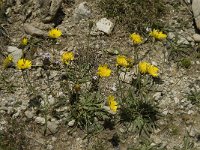 Hieracium staticifolium 13, Saxifraga-Willem van Kruijsbergen