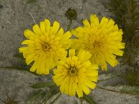 Hieracium staticifolium 18, Saxifraga-Willem van Kruijsbergen