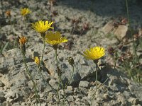 Hieracium staticifolium 2, Saxifraga-Jan van der Straaten