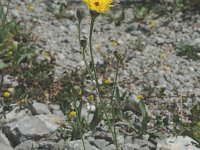 Hieracium staticifolium 4, Saxifraga-Marijke Verhagen