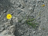 Hieracium staticifolium 5, Saxifraga-Jan van der Straaten