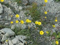 Hieracium staticifolium 6, Saxifraga-Jan van der Straaten