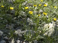 Hieracium staticifolium 7, Saxifraga-Jan van der Straaten