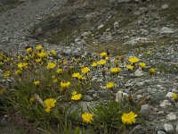 Hieracium staticifolium 8, Saxifraga-Willem van Kruijsbergen