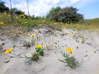 Hieracium umbellatum 10, Schermhavikskruid, Saxifraga-Ed Stikvoort